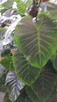Sztuczny Filodendron – Monstera - 6