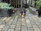 Pieski do adopcji - 3