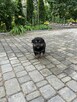 Pieski do adopcji - 5