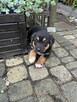 Pieski do adopcji - 4