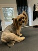Psi fryzjer SUBLIMEdog Świebodzin pies, królik ,kot Park PKP - 3