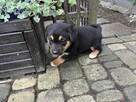 Pieski do adopcji - 6