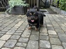 Pieski do adopcji - 2