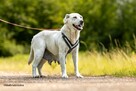 Labradorka z pseudo, szuka normalnej kochającej rodzinki - 5