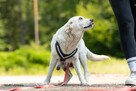 MILA kochana labka z pseudohodowli prosi o dobry nowy domek - 12