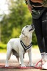 Labradorka z pseudo, szuka normalnej kochającej rodzinki - 11