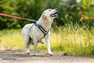 Labradorka z pseudo, szuka normalnej kochającej rodzinki - 4