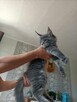 Sprzedam śliczną kotkę Maine Coon FPL - 6