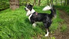 Pies Border Collie tricolor krycie - 2