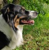 Pies Border Collie tricolor krycie - 4