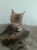 Sprzedam śliczną kotkę Maine Coon FPL - 3