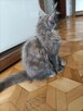 Sprzedam śliczną kotkę Maine Coon FPL - 8