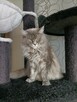 Sprzedam śliczną kotkę Maine Coon FPL - 11