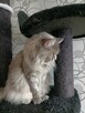 Sprzedam śliczną kotkę Maine Coon FPL - 12