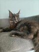 Sprzedam śliczną kotkę Maine Coon FPL - 7