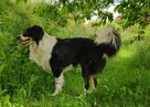 Pies Border Collie tricolor krycie - 3