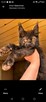 Sprzedam śliczną kotkę Maine Coon FPL - 10