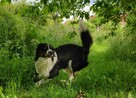 Pies Border Collie tricolor krycie - 6