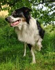 Pies Border Collie tricolor krycie - 5