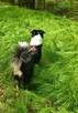 Pies Border Collie tricolor krycie - 1