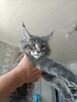 Sprzedam śliczną kotkę Maine Coon FPL - 5