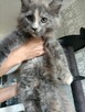 Sprzedam śliczną kotkę Maine Coon FPL - 2