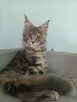 Sprzedam śliczną kotkę Maine Coon FPL - 4