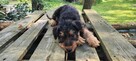 Airedale Terrier Suczka - 3