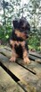 Airedale Terrier Suczka - 6