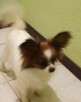 Papillon spaniel kontynentalny miniatura - 8