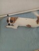 Papillon spaniel kontynentalny miniatura - 10
