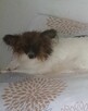 Papillon spaniel kontynentalny miniatura - 4