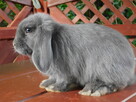 Króliczki Mini lop niebieskie - 2