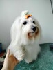 Coton de Tulear szczeniak Sosnowiec - 7