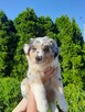 ZKwP Owczarek australijski - suczka blue merle - 5
