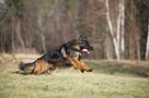Owczarek - 9