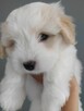 Coton de Tulear szczeniak Sosnowiec - 2