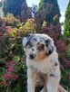 ZKwP Owczarek australijski - suczka blue merle - 3
