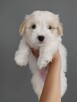 Coton de Tulear szczeniak Sosnowiec - 4