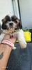 Sprzedam pieski Shih tzu - 11