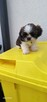 Sprzedam pieski Shih tzu - 4