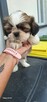 Sprzedam pieski Shih tzu - 10