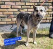 Błagam o ratunek dla OMARA 1,5 r. psiaka z Podlasie Iwona Ma - 2