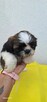 Sprzedam pieski Shih tzu - 6