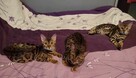 Koty / kocięta BENGALSKIE z rodowodem - 16