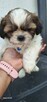 Sprzedam pieski Shih tzu - 12