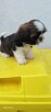 Sprzedam pieski Shih tzu - 5
