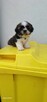 Sprzedam pieski Shih tzu - 2