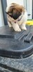 Sprzedam pieski Shih tzu - 8