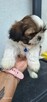 Sprzedam pieski Shih tzu - 14